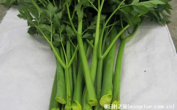 明日叶的功效与作用图片