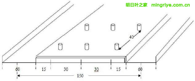 明日叶栽培定植