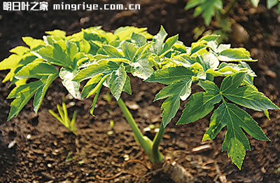 明日叶栽培种植
