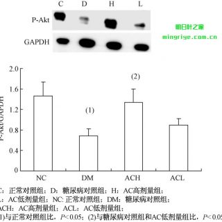 图 2 各组肝细胞 Akt 磷酸化的 western 结果