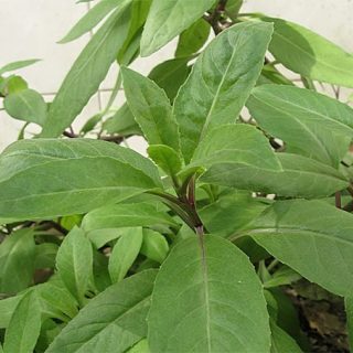 明月草、明目草图片