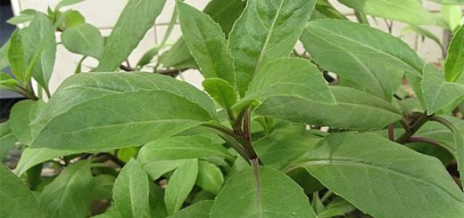 明月草、明目草图片