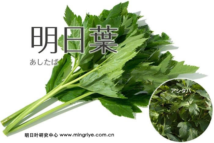 明日叶——抗癌蔬菜,血液清道夫
