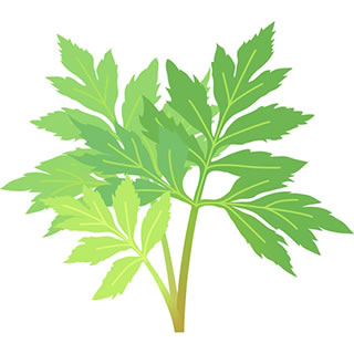 明日叶/明日草的轮廓图