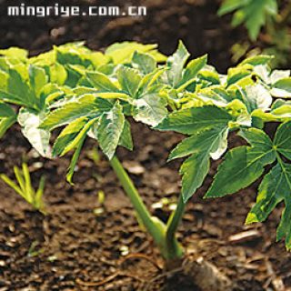 明日叶栽培种植