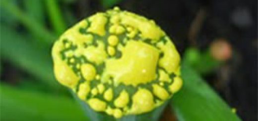 chalcone，明日叶查尔酮