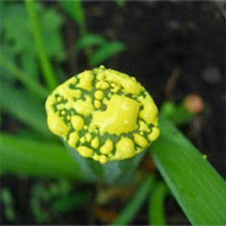 chalcone，明日叶查尔酮