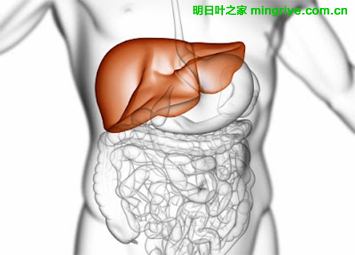 肝脏