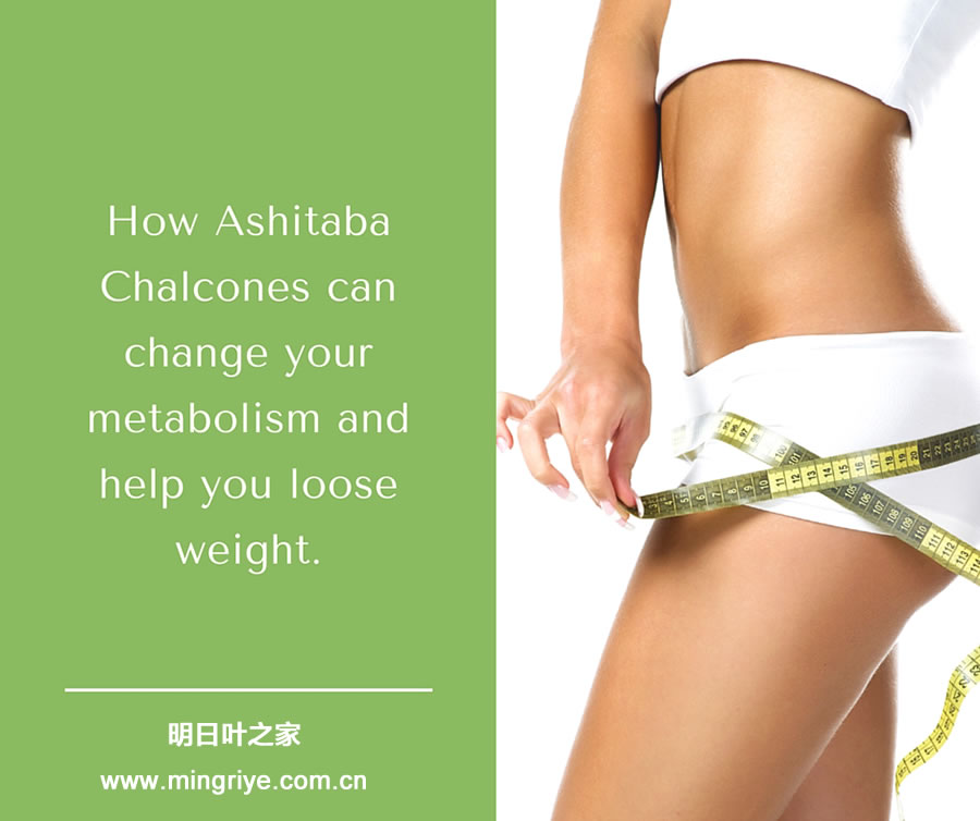 明日叶查尓酮-减肥