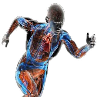 metabolism 新陈代谢