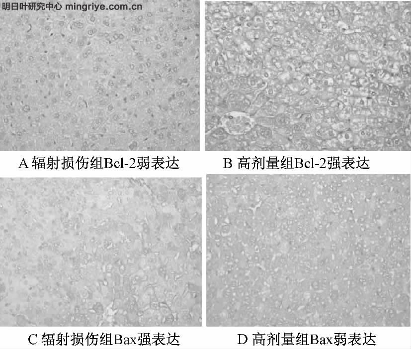 图1 免疫组化法测肝组织Bcl-2 和Bax 蛋白表达