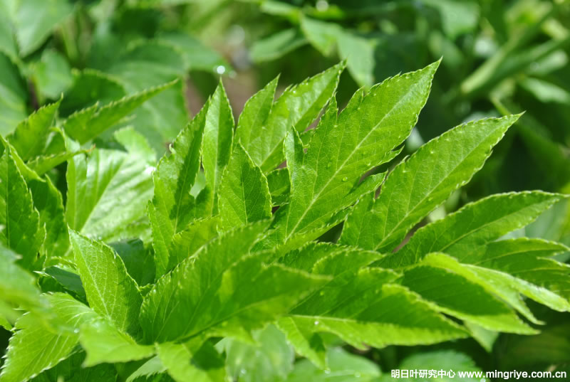 明日叶研究中心,明日叶