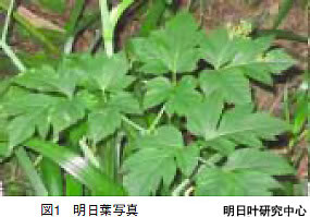明日叶图片