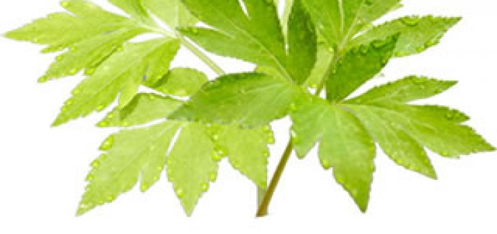 明日叶 ashitaba-leaf