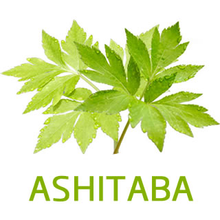 明日叶 ashitaba-leaf
