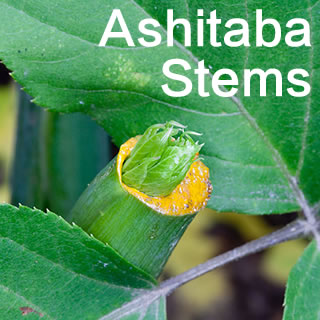 mingriye-ashitaba-stems