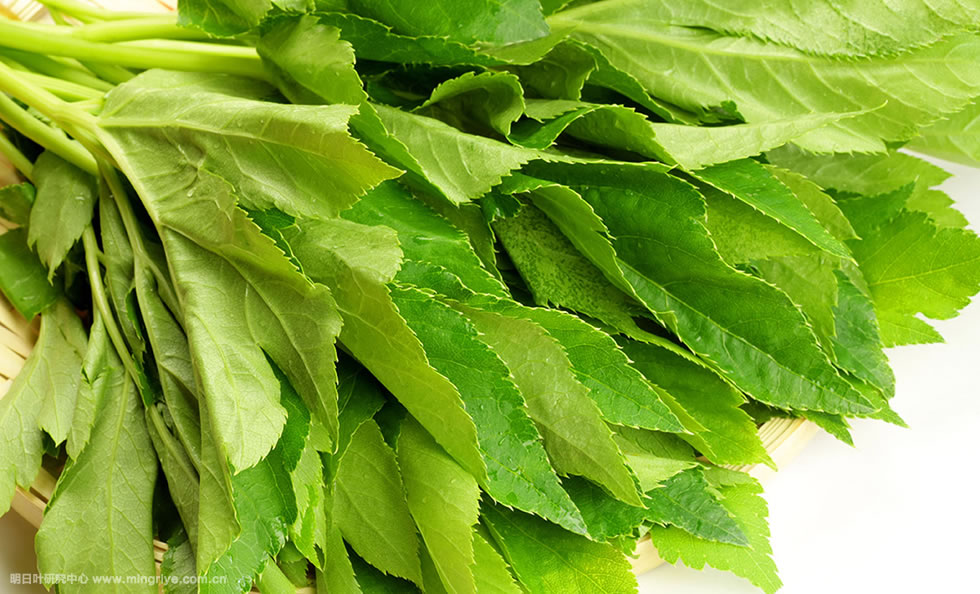 明日叶图片