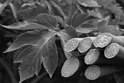Fig.1 “Ashitaba” (Angelica keiskei)