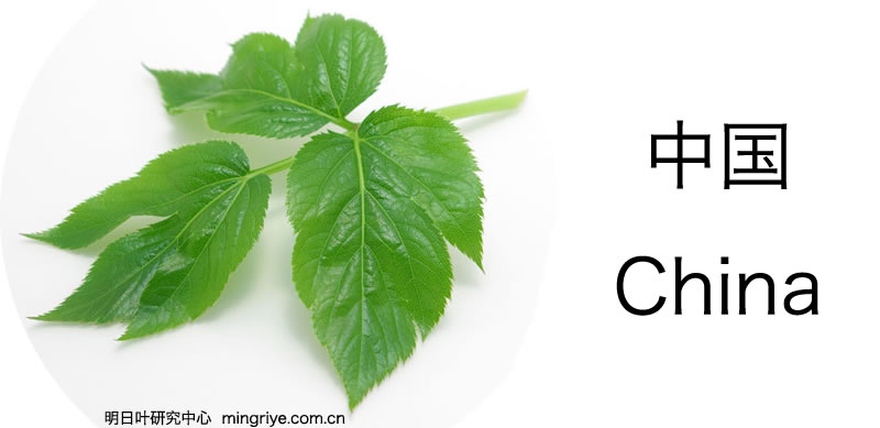 中国对明日叶的评论