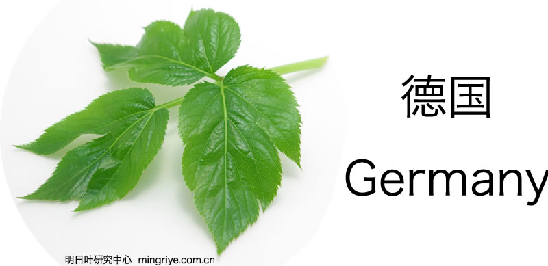 德国对明日叶的评论