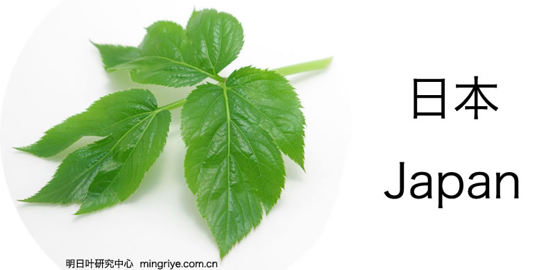 日本对明日叶的评论