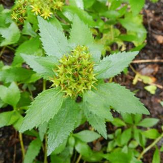 救心菜，费菜，景天三七，土三七