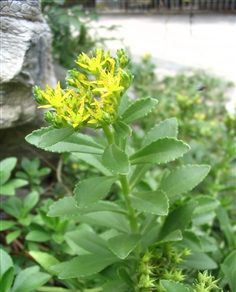 救心菜、景天三七、费菜、土三七