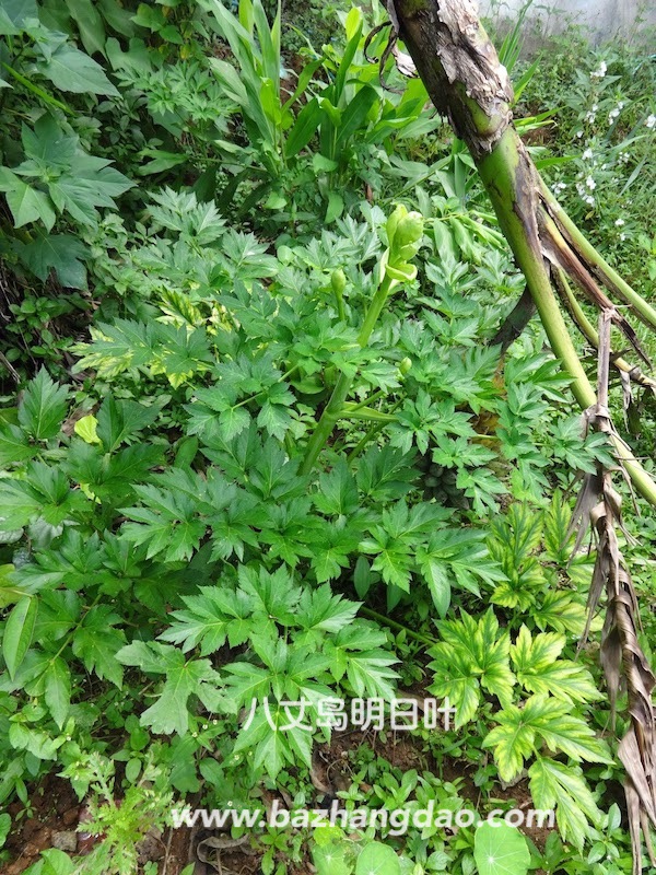 八丈岛明日叶