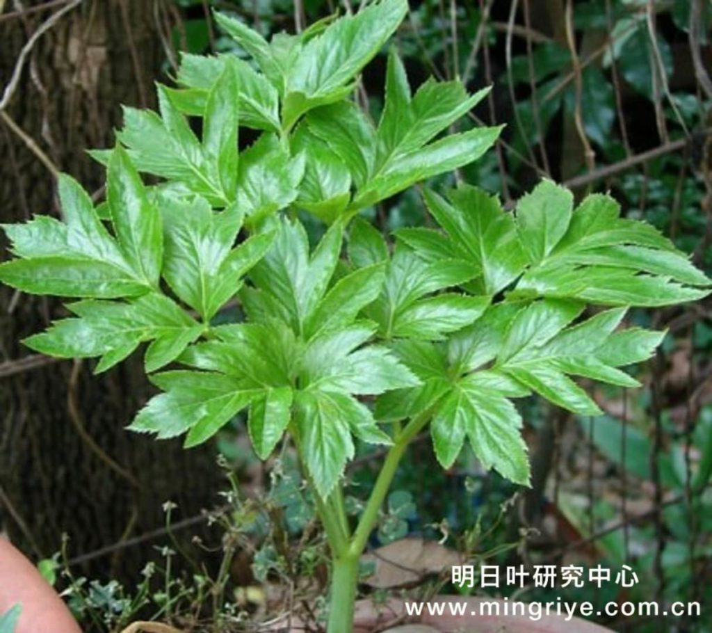 明日叶盆栽