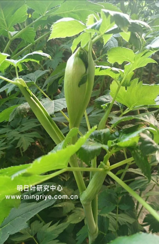 奇迹的灵草,蔬菜之王——明日叶