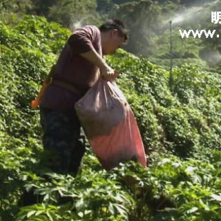 臺灣明日葉种植管理