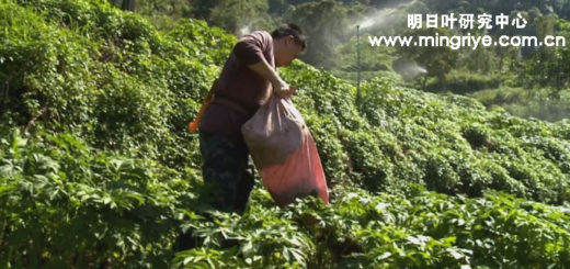 臺灣明日葉种植管理