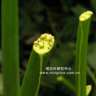 明日草/明日叶查尔酮