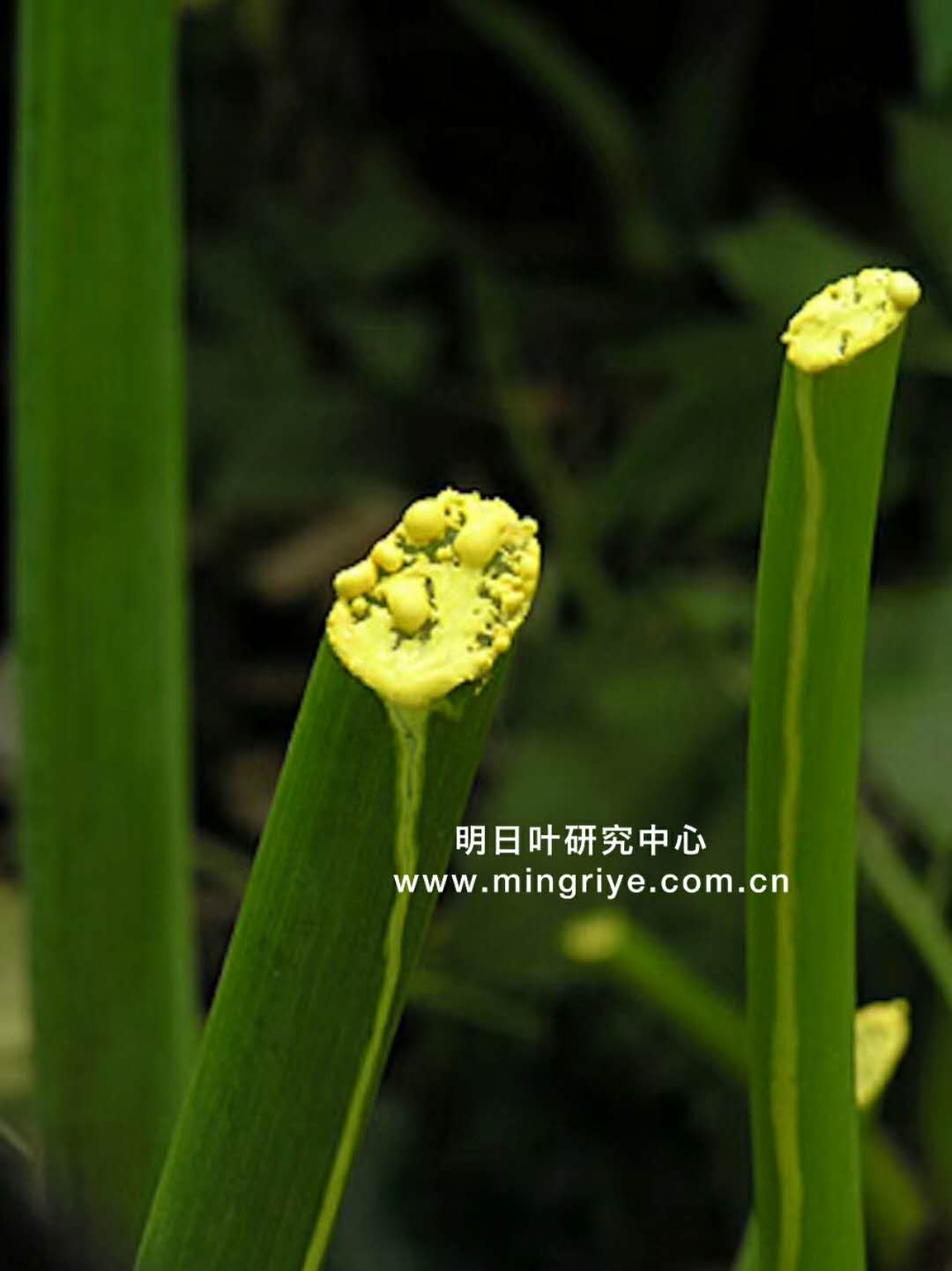 明月草 明目草 明日草 明日叶 提高警惕 谨慎食用 明日叶