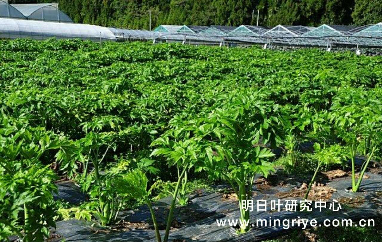 明月草 明目草 明日草 明日叶 提高警惕 谨慎食用 明日叶