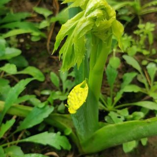 明日叶常见功效与作用之查耳酮