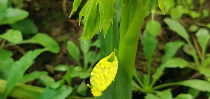 明日叶常见功效与作用之查耳酮