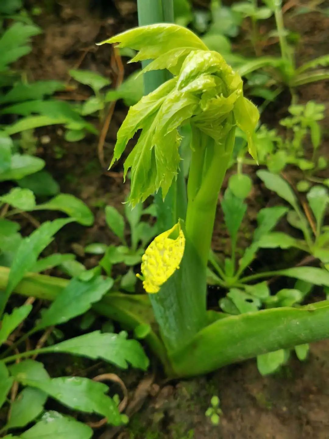 明日叶常见功效与作用之查耳酮