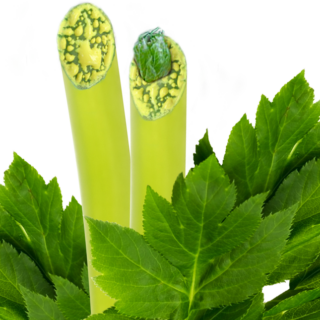 八丈岛明日叶-查尔酮