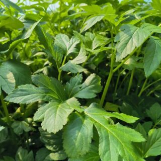 明日叶的功效与作用